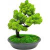 Bonsaj bezúdržbový Black 30cm