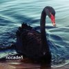 Nocadeň: Nestrieľajte do labutí LP - Nocadeň