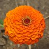 Cínia Zinderella Orange - Zinnia elegans - semená - 20 ks