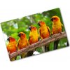 Kuchynská doska zo skla Papagáje na vetve 80x52 cm