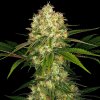Sensi Seeds Afghani #1 regular semena neobsahují THC 10 ks