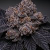 Propaganja Seeds Slime Dessert (Babã) semienka neobsahujú THC 5 ks