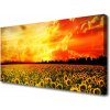 Obraz Canvas Lúka slnečnica kvety 100x50 cm