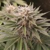Monkey Genetics - Funky Monkey Sour 5 ks - Semená neobsahujú THC