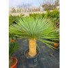 Yucca rostrata s výškou kmeňa 50 cm, v celkovej výške 145 cm