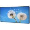 Foto obraz na plátne do obývačky Púpavy 100x50 cm