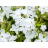 Flox šidlolistý White Delight - Phlox subulata, kont. 0,5 l