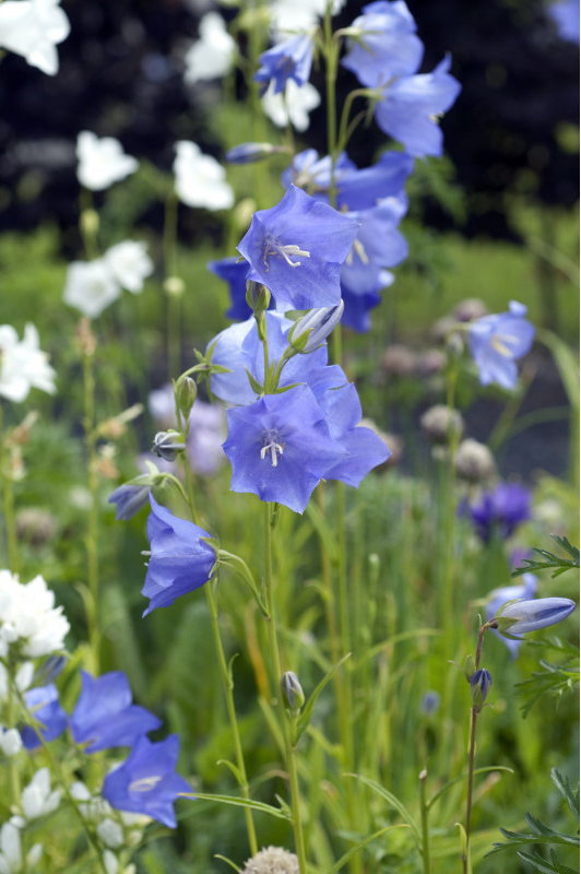 Zvonček broskyňolistý modrý - Campanula persicifolia - predaj semien - 300 ks