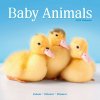 Baby Animals, 30,5 x 30,5 30,5 x 61 cm 2026