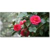 Foto obraz akrylový na stenu Kamélie 100x50 cm