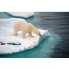 DIMEX | Vliesové fototapety na stenu Ľadový medveď na kryhe MS-5-0438 | 375 x 250 cm | modrá, biela + Vliesová fototapeta na stenu DIMEX Ľadový medveď na kryhe MS50438 v rozmere 375 x 250 cm