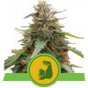HulkBerry Auto Feminizované Semená - 3