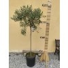 Olea Europea - olivovník 190-200cm