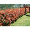 Červienka fraserová Red Robin, výška 40-70 cm, kvetináč 3 l