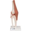Model ľudského kolenného kĺbu s väzbami (Anatomické modely)