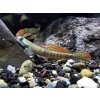 Aquascaperi Hlaváč Ornatus - stiphodon ornatus