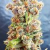 Freedom Of Seeds - Romberry regular 5 ks - Semená neobsahujú THC