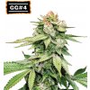 Seedstockers - GG #4 Auto (Gorilla Glue Auto) 100 ks - Semená neobsahujú THC