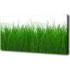 Foto obraz canvas Tráva 100x50 cm