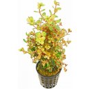 Rotala rotundifolia Orange Juice