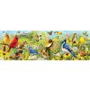 EUROGRAPHICS Panoramatické puzzle Zahradní ptáci 1000 dílků