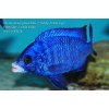 Placidochromis phenochilus Mdoka - 3,5-4,5cm
