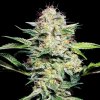 Sensi Seeds - Sensi Skunk Automatic 5 ks - Semená neobsahujú THC