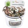 Mokranka kopijovitá hnedá – Hygrophila pinnatifida In-Vitro