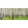 IMPOL TRADE 157VEP Fototapeta vliesová brezy rozmer 250 cm x 104 cm