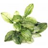 Dennerle Anubias nana Pinto