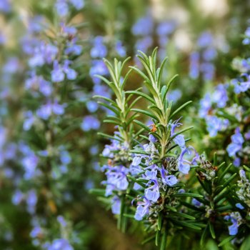 Rozmarín lekársky - Rosmarinus officinalis - semiačka - 50 ks