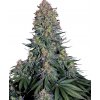 Sensi Seeds Blue Skunk semena neobsahují THC 5 ks