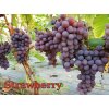 Vinič Strawberry Jahoda vrúbľované hrozno na Cober 5BB