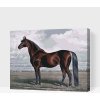 Vymalujsisam.sk Maľovanie podľa čísiel - Majestátny kôň Veľkosť: 30x40cm, Rám: Na plastovej doske