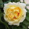Ruža popínavá - žltá - Rosa ´Cyrano De Bergerac´- 100/140cm