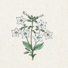 Jora Dahl Nicotiana alata 