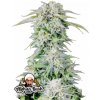 Fast Buds Cannabis Seeds Afghan Kush Auto 3 ks