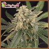 Dr. Krippling Seeds - Sour Tang Kripple 5 ks - Semená neobsahujú THC