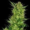 Sensi Seeds Research - Buttercream Gelato 3 ks - semená neobsahujú THC