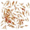 Matka príroda LIVE Brine shrims bags 25x90ml.-Živá artémia