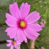 Krasuľka perovitá Cosmini Pink - Cosmos bipinnatus - semená - 20 ks