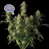 Seedsman - Amnesia Auto 3 ks - Semená neobsahujú THC