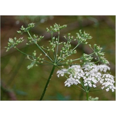 Bedrovník obyčajný - Pimpinella Saxifraga - semená bedrovníka - semiačka -  50 ks od 0,62 € - Heureka.sk