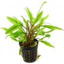 Cryptocoryne undulata