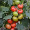 Paradajka Crimson Crush PhR F1 - Solanum lycopersicum - semená paradajky - 7 ks