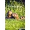 Murmeltiere – čítanie v nemčine B1