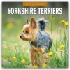 Yorkshire Terriers Yorkshire Terrier 16 Monats 2026