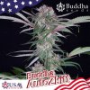 Buddha Seeds - Buddha Auto Zkitt 100 ks - Semená neobsahujú THC