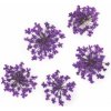 Molly Lac ozdoby kvietky fialové 5ks