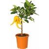 Citrus Mano di Budha - Budhova ruka na kmienku 50-70 cm, kont. 5 l